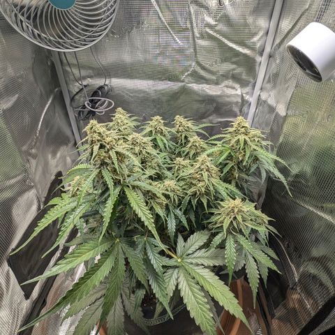 Medusa F1 growlog timeline photo