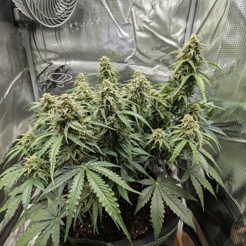 Medusa F1 growlog timeline photo
