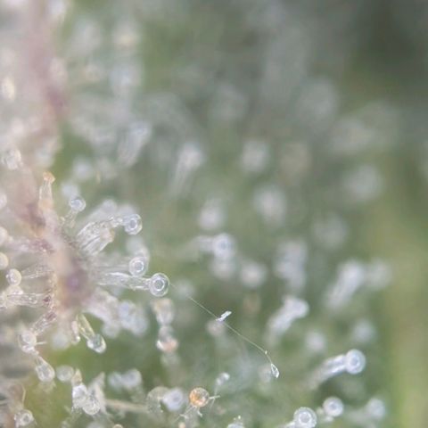 Medusa F1 growlog timeline photo