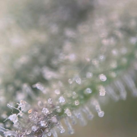 Medusa F1 growlog timeline photo