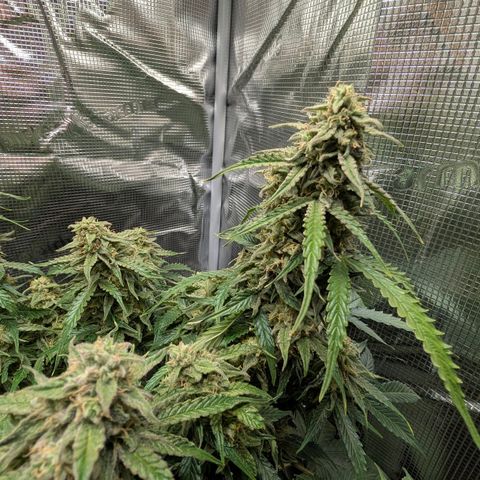 Medusa F1 growlog timeline photo