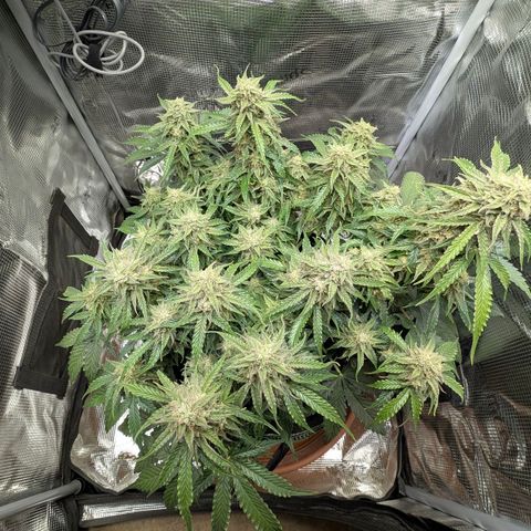 Medusa F1 growlog timeline photo
