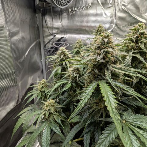 Medusa F1 growlog timeline photo