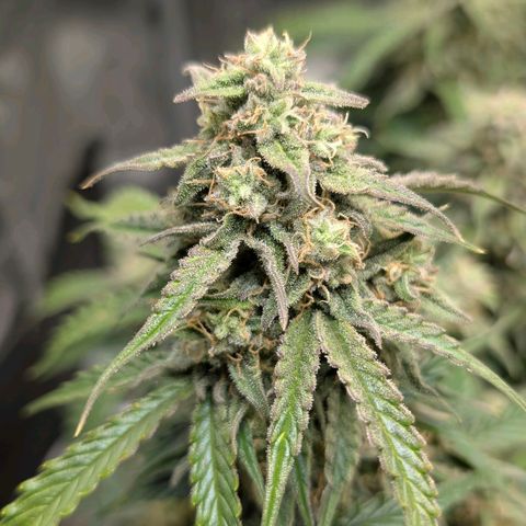 Medusa F1 growlog timeline photo