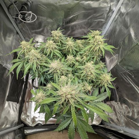 Medusa F1 growlog timeline photo