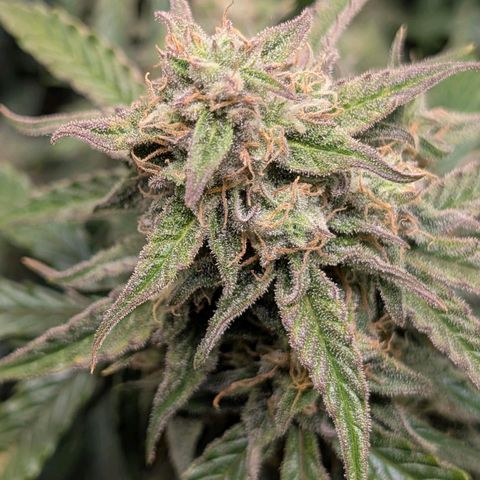 Medusa F1 growlog timeline photo