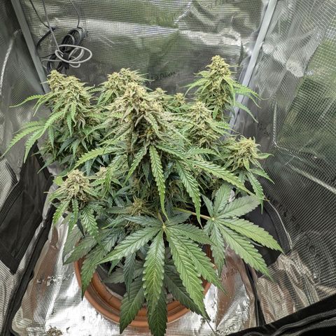 Medusa F1 growlog timeline photo