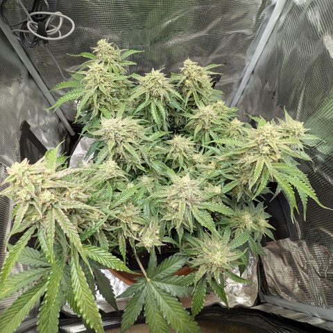 Medusa F1 growlog timeline photo