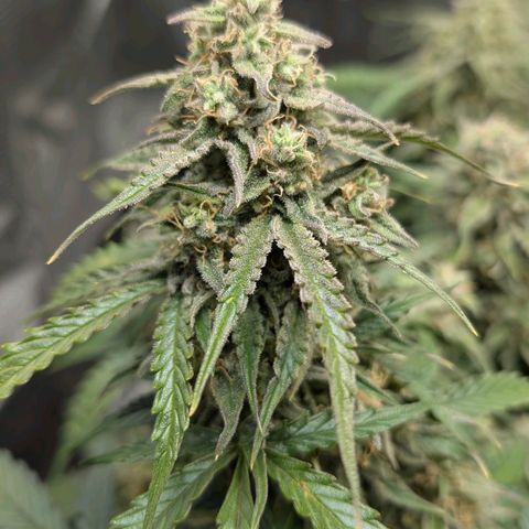 Medusa F1 growlog timeline photo
