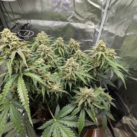 Medusa F1 growlog timeline photo