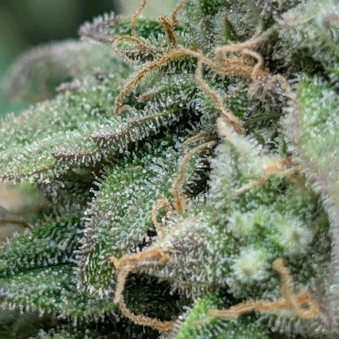 Medusa F1 growlog timeline photo