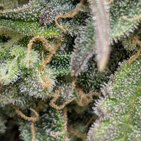 Medusa F1 growlog timeline photo