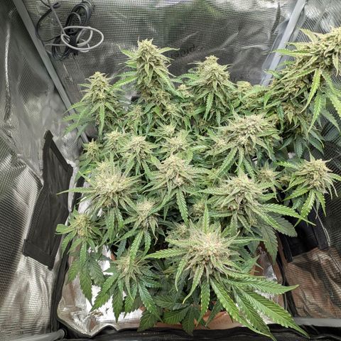 Medusa F1 growlog timeline photo