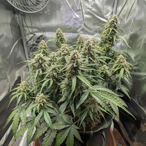 Medusa F1 growlog timeline photo