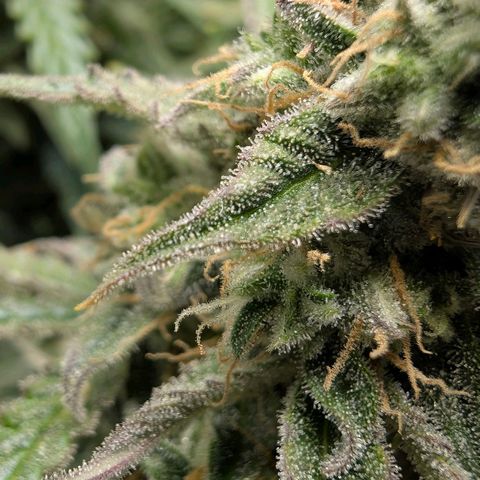Medusa F1 growlog timeline photo