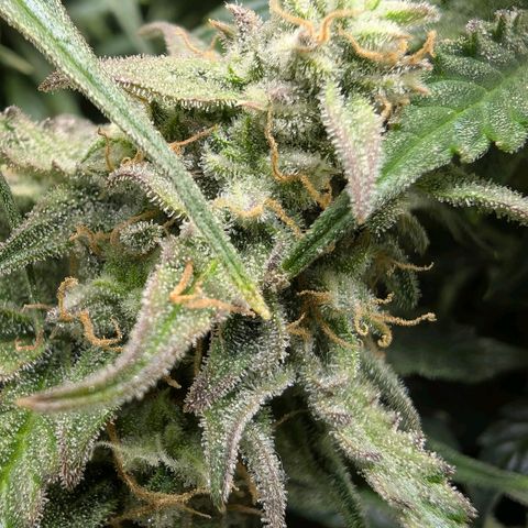 Medusa F1 growlog timeline photo