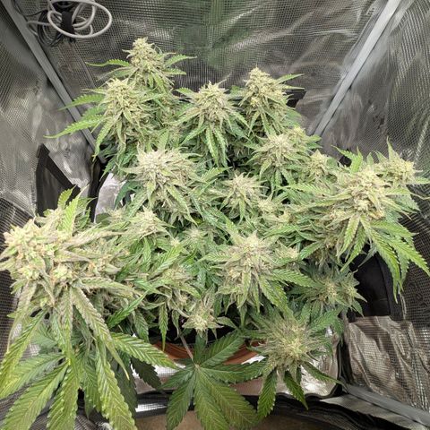Medusa F1 growlog timeline photo