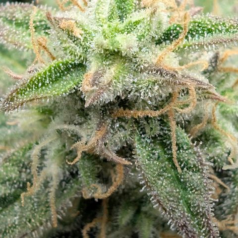 Medusa F1 growlog timeline photo
