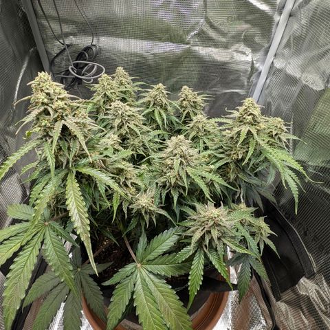 Medusa F1 growlog timeline photo