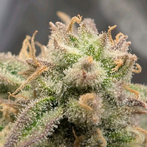 Medusa F1 growlog timeline photo