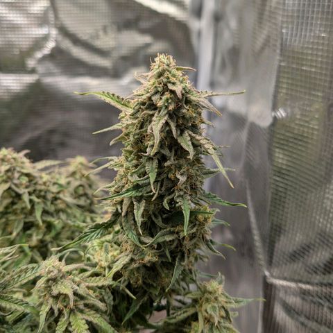 Medusa F1 growlog timeline photo