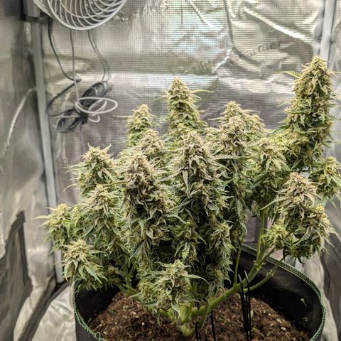 Medusa F1 growlog timeline photo
