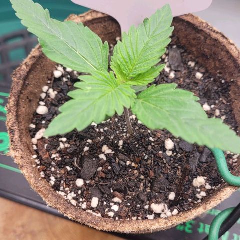 Tetilla growlog timeline photo
