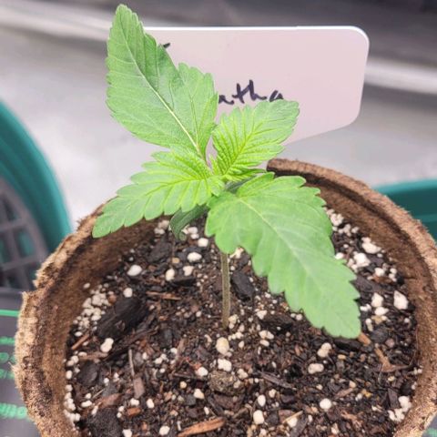 Saint Agatha  growlog timeline photo