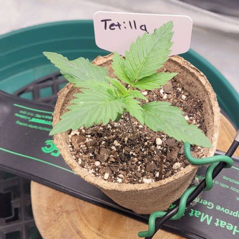 Tetilla growlog timeline photo