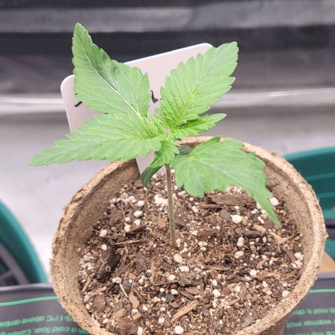 Saint Agatha  growlog timeline photo