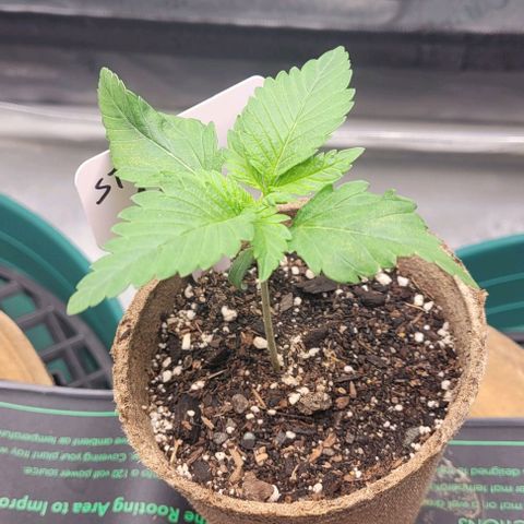 Saint Agatha  growlog timeline photo