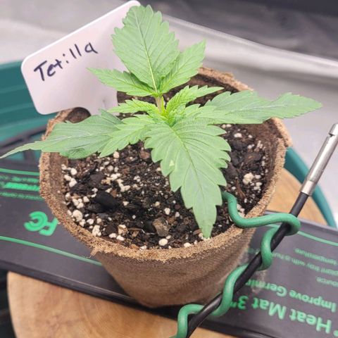 Tetilla growlog timeline photo