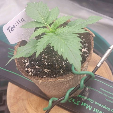 Tetilla growlog timeline photo