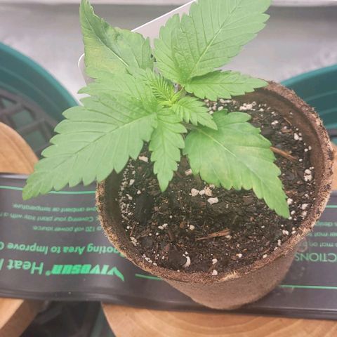 Saint Agatha  growlog timeline photo