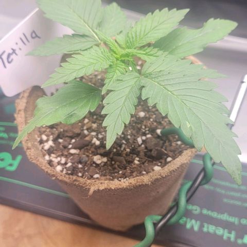 Tetilla growlog timeline photo