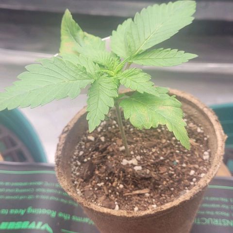 Saint Agatha  growlog timeline photo