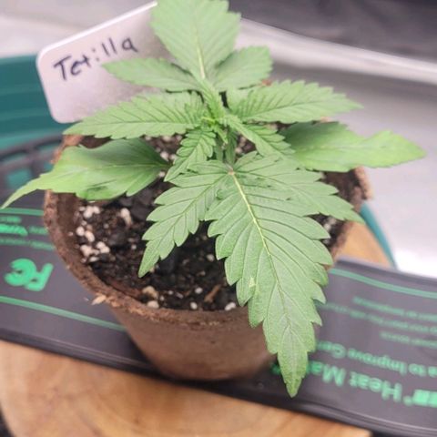 Tetilla growlog timeline photo