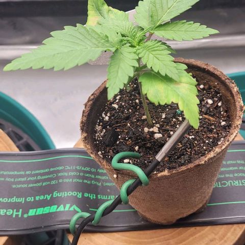 Saint Agatha  growlog timeline photo