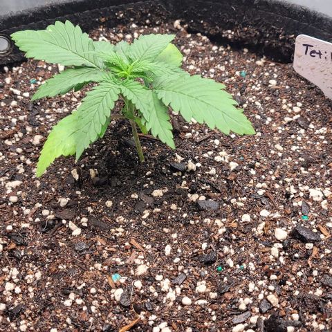 Tetilla growlog timeline photo
