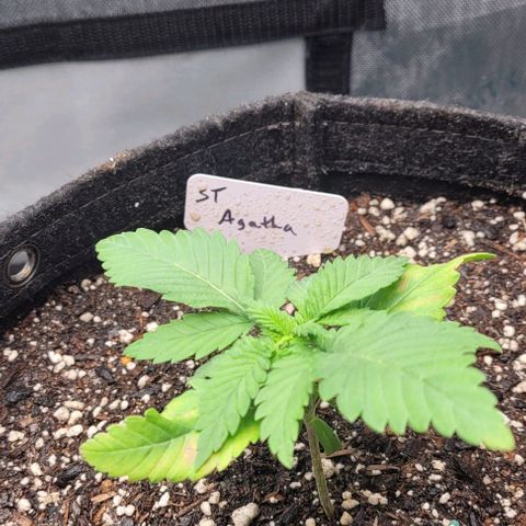 Saint Agatha  growlog timeline photo