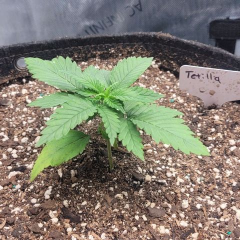 Tetilla growlog timeline photo