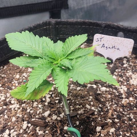 Saint Agatha  growlog timeline photo