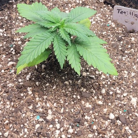 Tetilla growlog timeline photo
