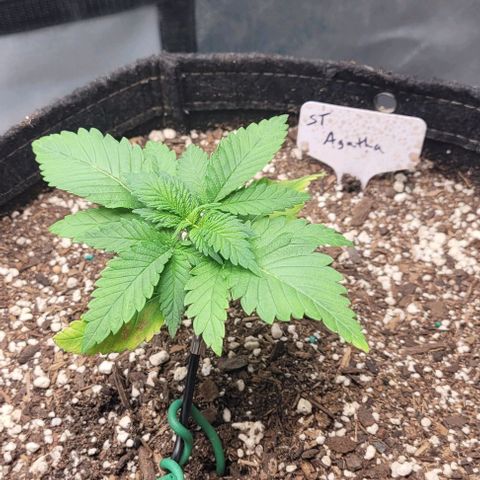 Saint Agatha  growlog timeline photo