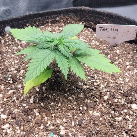 Tetilla growlog timeline photo