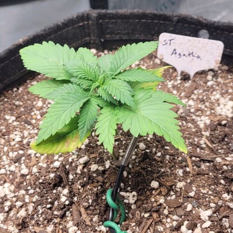 Saint Agatha  growlog timeline photo