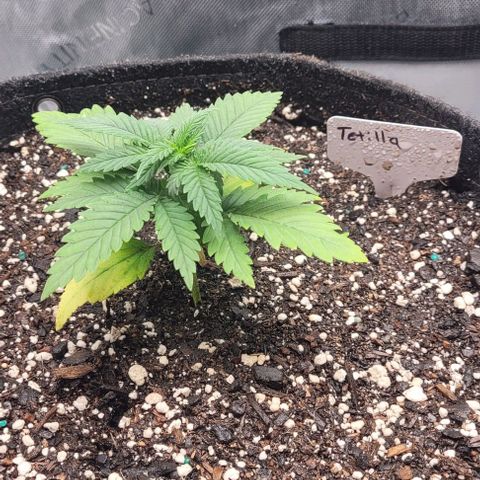 Tetilla growlog timeline photo