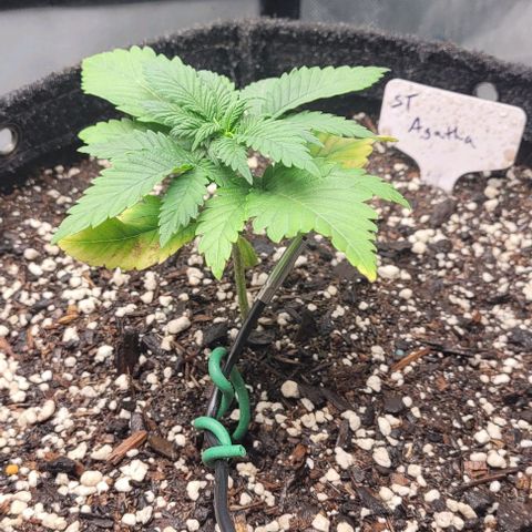 Saint Agatha  growlog timeline photo