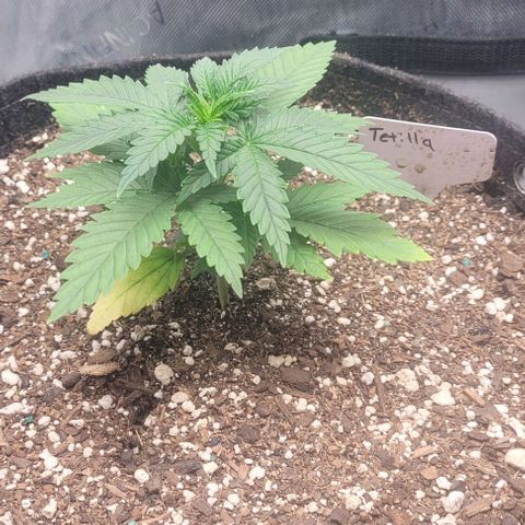 Tetilla growlog timeline photo