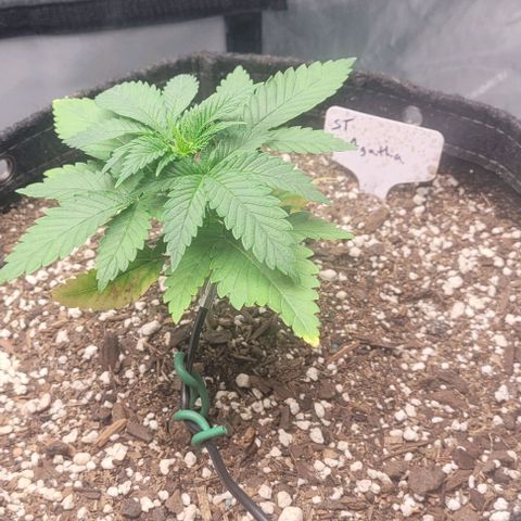 Saint Agatha  growlog timeline photo